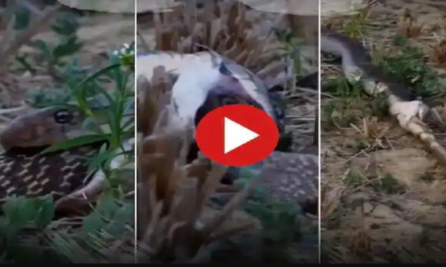 Watch Video: A king cobra eats another alive snake