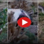 Watch Video: A king cobra eats another alive snake