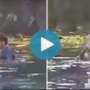 Watch Video: A man dances and hugs an alligator goes viral