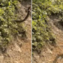 Viral Video: Frightened hikers as big snake lunges at them