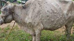 Special teams sent to Bhains Colony to vaccinate cattle against Lumpy Skin Disease