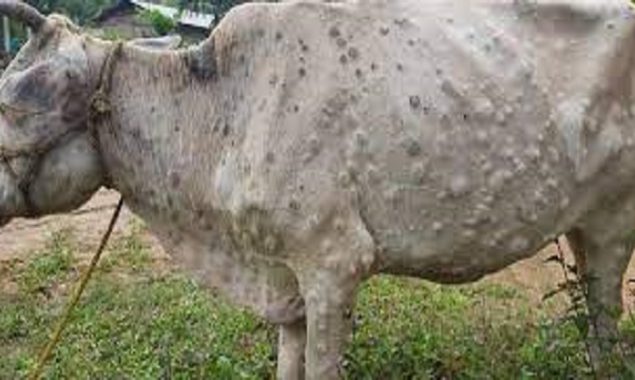 Special teams sent to Bhains Colony to vaccinate cattle against Lumpy Skin Disease