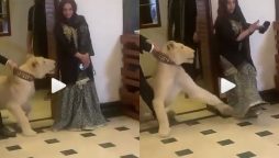 Viral: Hareem Shah is attacked by a lion