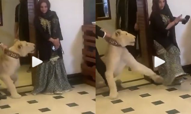 Throwback: Lion almost attacks Hareem Shah