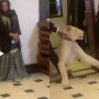 Throwback: Lion almost attacks Hareem Shah
