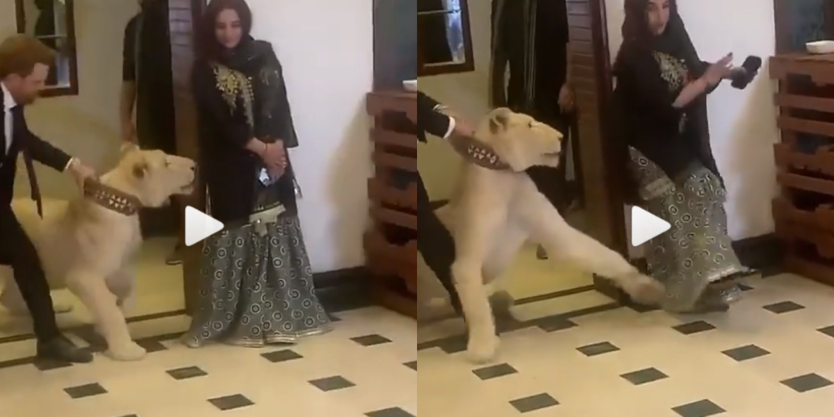 Viral: Hareem Shah is attacked by a lion