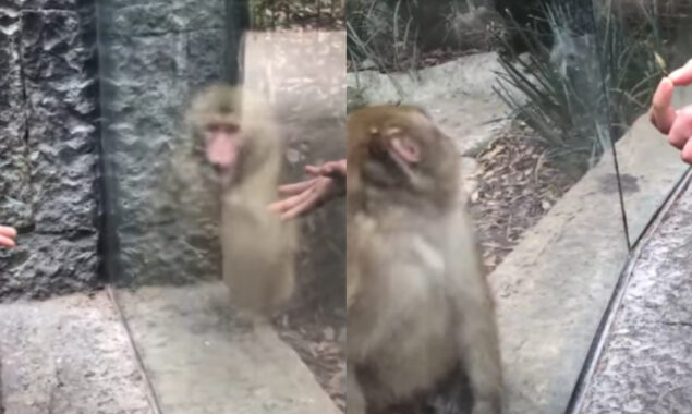 WATCH: A Monkey Fascinated by a Man’s Magic Trick