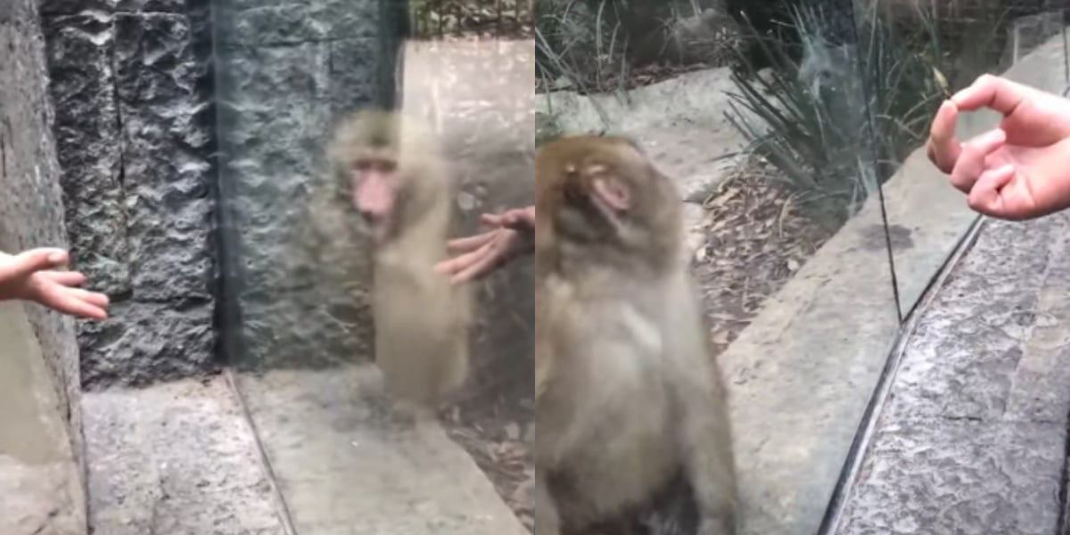 WATCH: A Monkey Fascinated by a Man’s Magic Trick