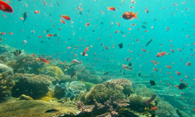 Motion in the ocean increases when anchovies mate; new research