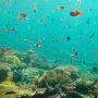 Motion in the ocean increases when anchovies mate; new research