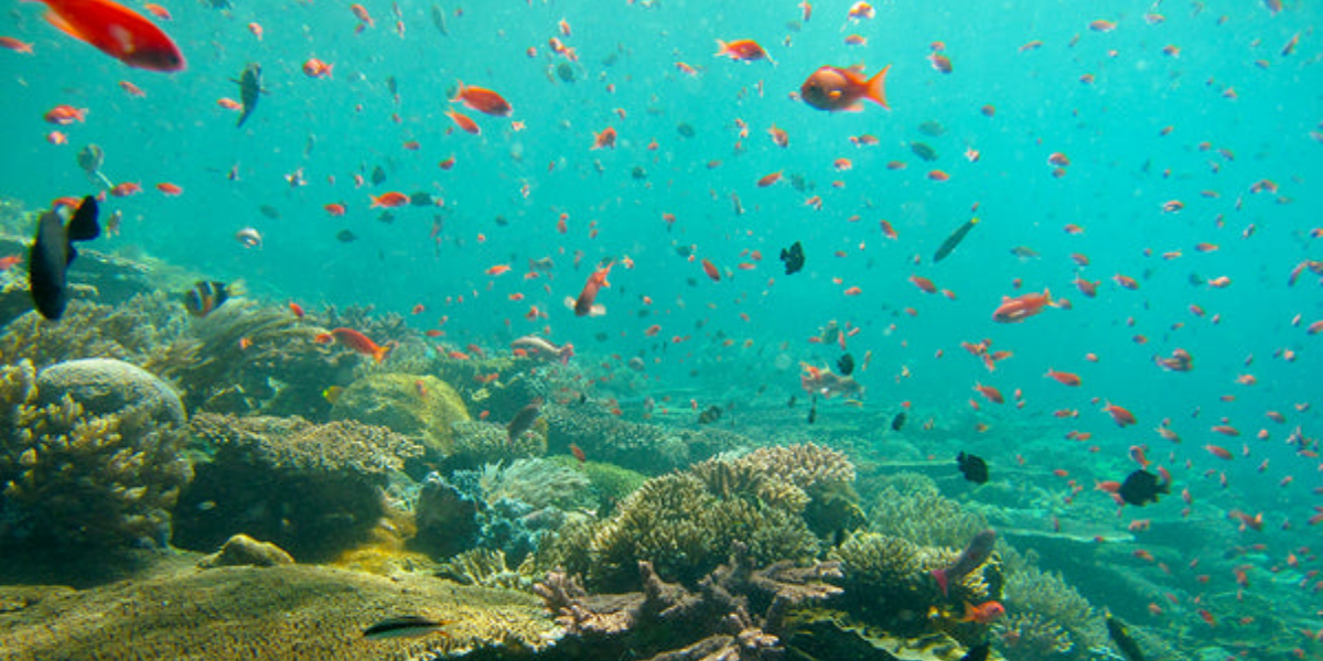 The fish's "wild way of behaving" during mating, analysts found, whirled together the separated sea layers in the inlet.