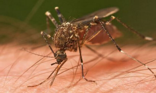 Mosquito-borne virus ventures further into flood-soaked Australia