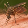 Mosquito-borne virus ventures further into flood-soaked Australia