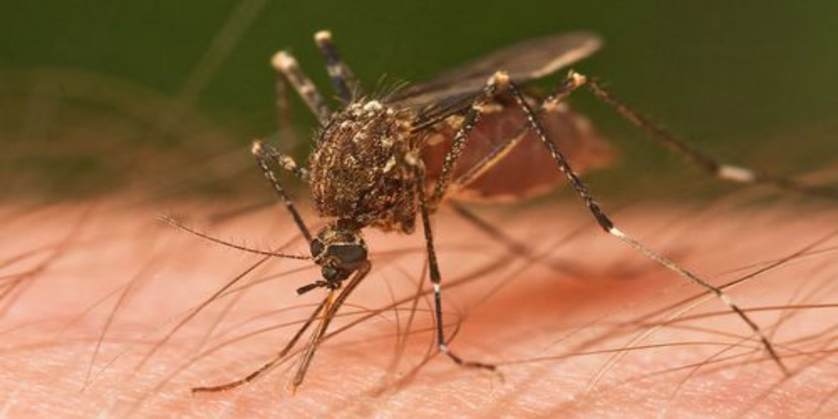 Zika Virus