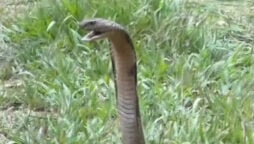 A snake wrangler is attacked by a 10ft dangerous king cobra