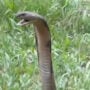 A snake wrangler is attacked by a 10ft dangerous king cobra