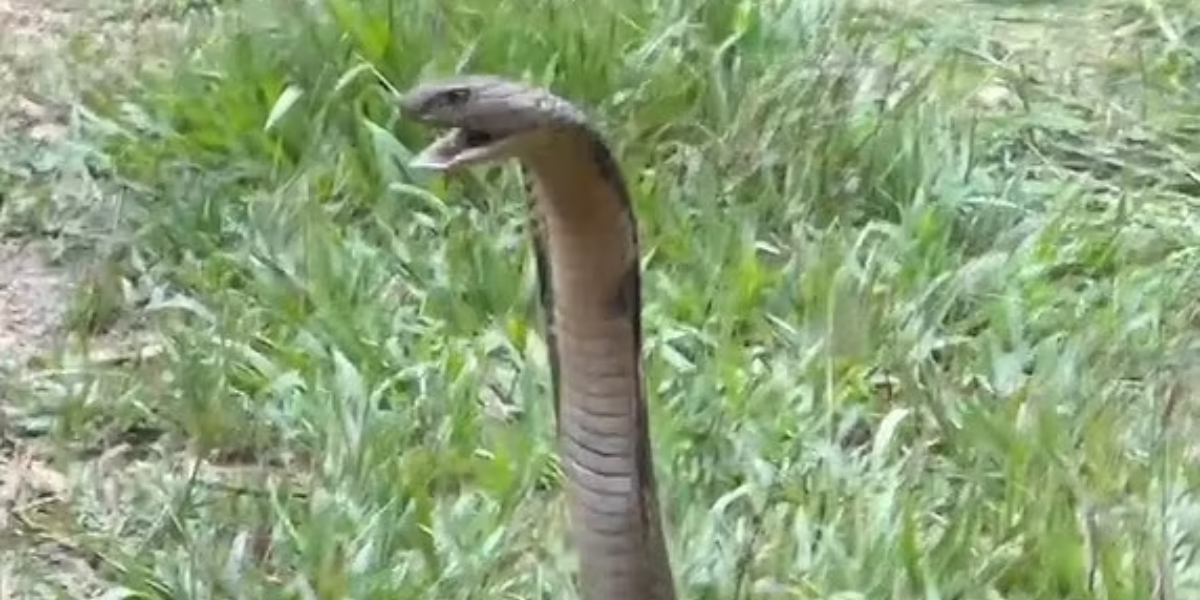 A snake wrangler is attacked by a 10ft dangerous king cobra