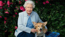 A Tory politician mistakenly ate dog biscuits prepared for the Queen's corgis
