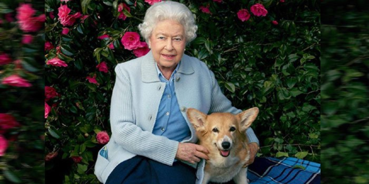 A Tory politician mistakenly ate dog biscuits prepared for the Queen's corgis