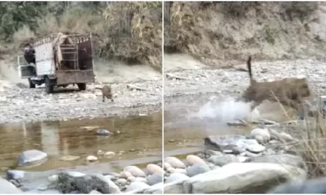WATCH VIDEO: Leopard rescued from Meerut is released back into the wild. Netizens in love