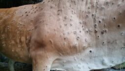 Lumpy Skin Disease