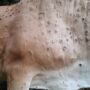Vaccine for Lumpy Skin Disease to be developed in Dow University of Health Sciences