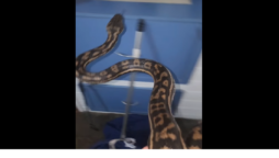 Python