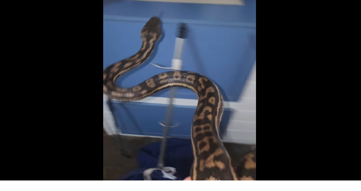 Python