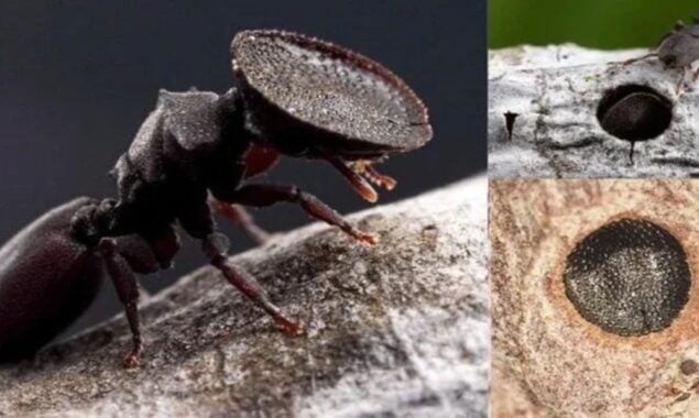 Did you know about ‘Door Head Ants?’