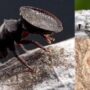 Did you know about ‘Door Head Ants?’
