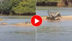 WATCH VIDEO: Jaguar Hunts Crocodile By Swimming in the Most Sneaky Way.