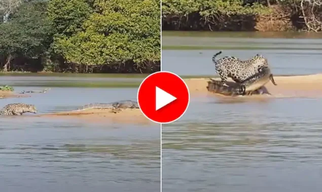 Jaguar Hunts Crocodile