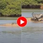 WATCH VIDEO: Jaguar Hunts Crocodile By Swimming in the Most Sneaky Way.