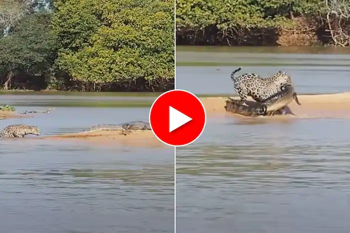 Jaguar Hunts Crocodile