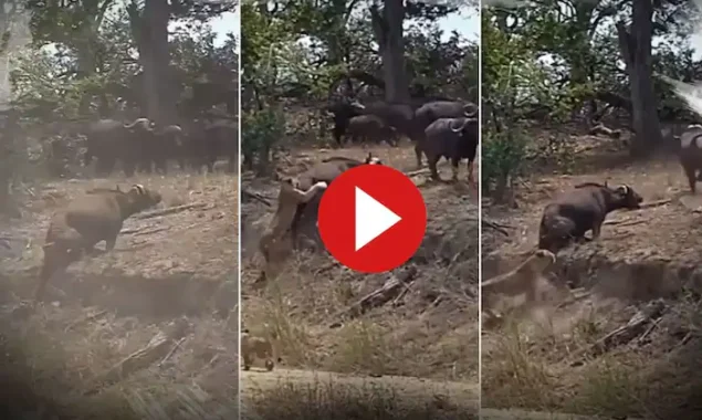 WATCH VIDEO: Lionesses Try to Hunt Buffalo But His Herd Saves Him