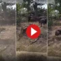 WATCH VIDEO: Lionesses Try to Hunt Buffalo But His Herd Saves Him