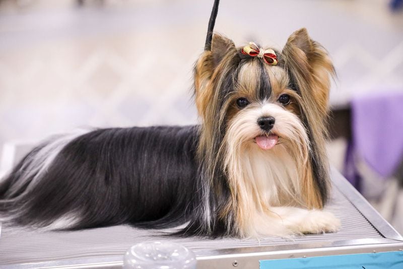 Crufts 2022 results LIVE: Day