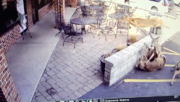 Viral Video: A herd of deer overruns, smashed one of the windows