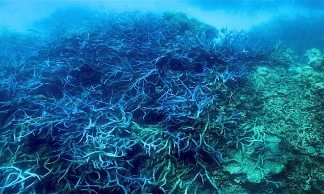 Australia declares ‘mass bleaching’ at Great Barrier Reef