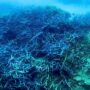 Australia declares ‘mass bleaching’ at Great Barrier Reef