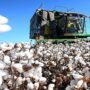 Cotton prices reach all-time high in United States