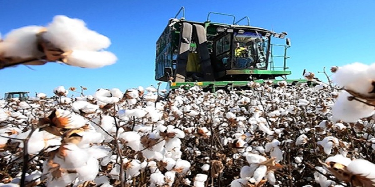 cotton