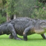 12-foot alligator enters a home in Florida