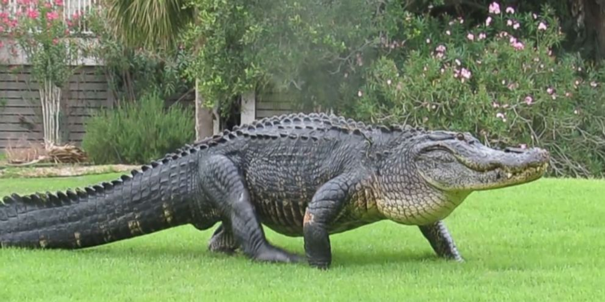 alligator