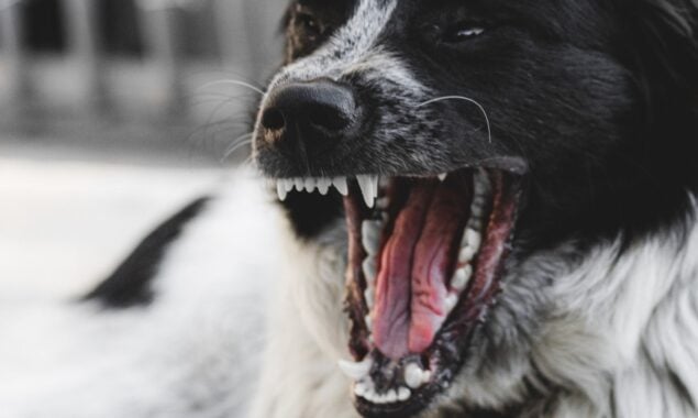 Dog Bark