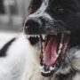 After the elderly man’s dog barked at him, a 17-year-old boy killed him