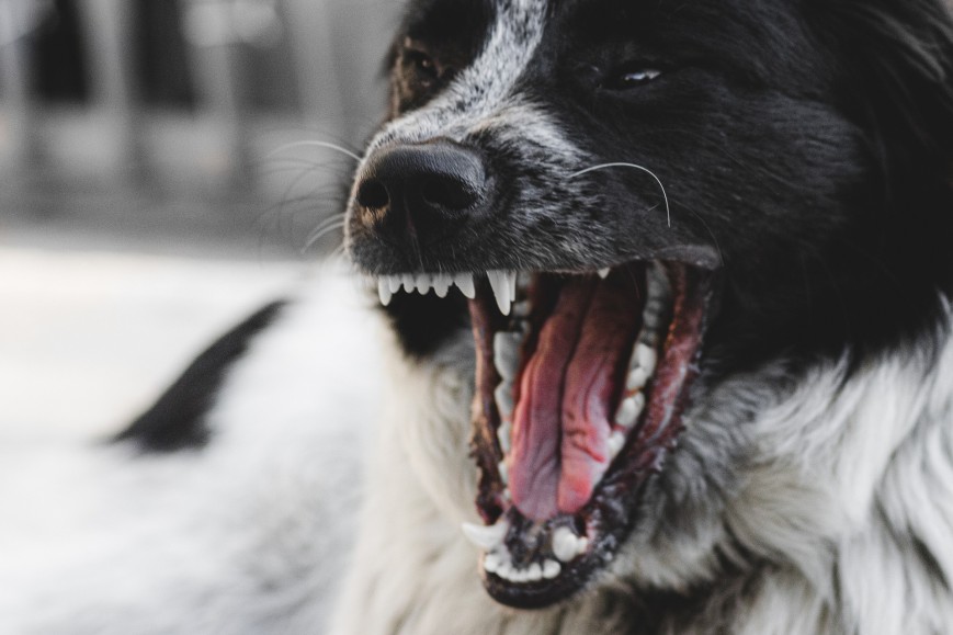 Dog Bark