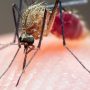 Lao health ministry, partner to eliminate malaria