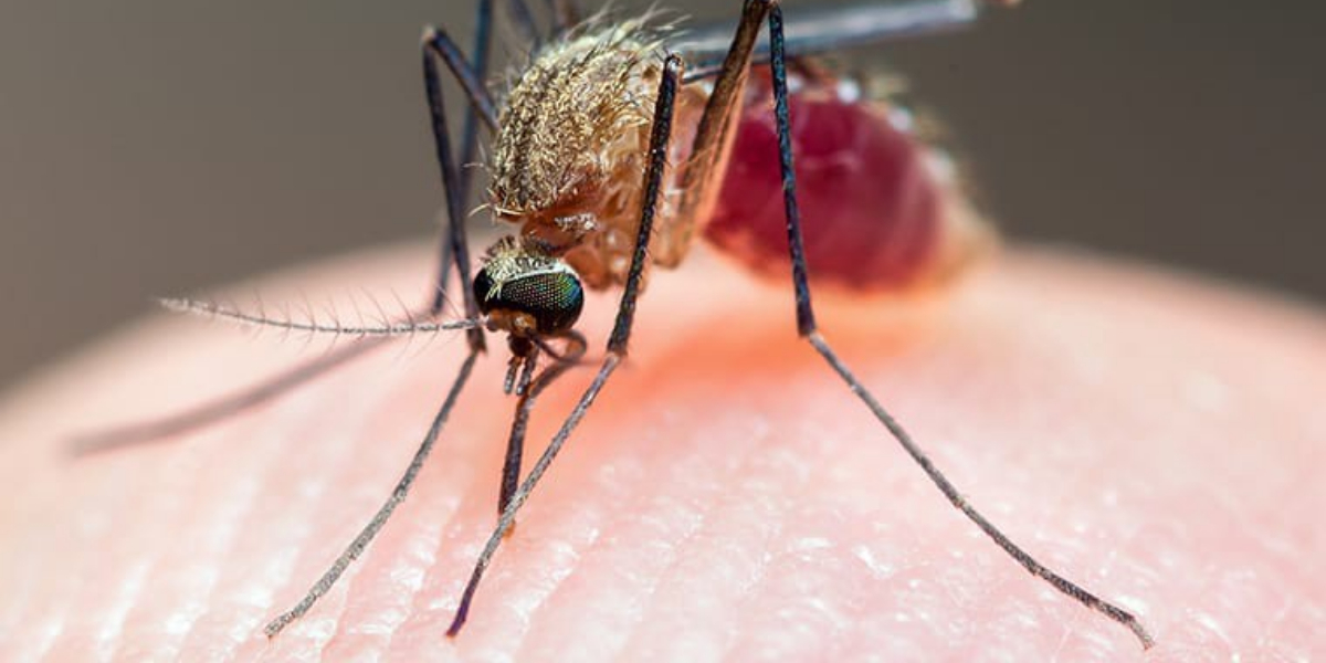 malaria