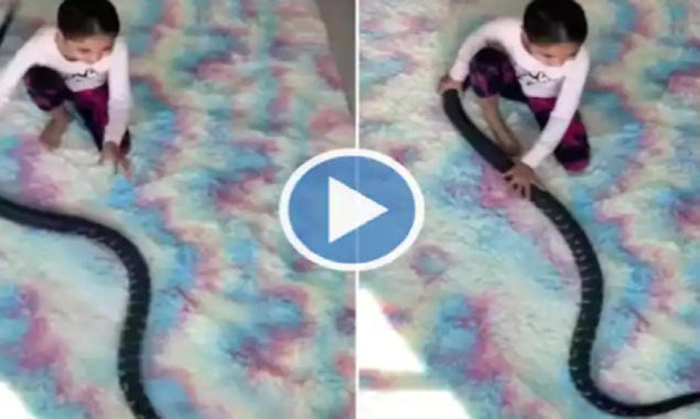 Viral: Netizens are surprised to see a little girl play with a python
